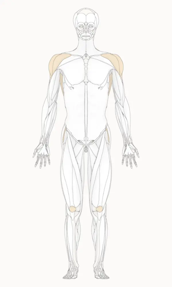 Planche anatomique : un corps humain debout, muscles et os dessinés au trait, six zones teintées en ocre.